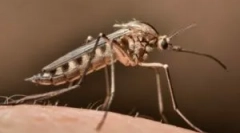 Kako najti komar v sobi?