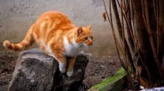 Kako najti manjkajoče mačko