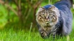 Kako najti mačko norec?