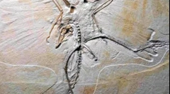 Kot najdemo dinozavri?