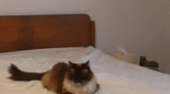 Kako mačke komunicirajo