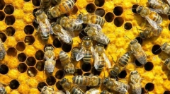 Kako komunicirati čebele