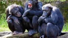 Kako lahko živali komunicirajo med seboj?