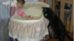 Kako mačka vzame na novorojenček