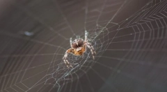 Kot spider weave web?