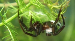 Ker spider-silver diha pod vodo?