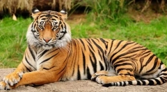 Kako se plenilci in rastlini razlikujejo po videzu?