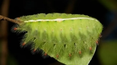 Kako plazila gozdarske gosenice?