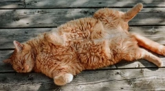 Kako se mačka znoja?