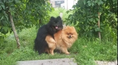 Kako je prvič pletenje psov: kako pomagati hišnim ljubljenčkom