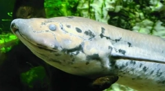 Kako bodo protostterji izgubili sušo?