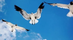 Kot ptice, usmerjene v zrak?