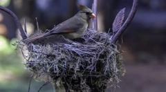 Kot ptice gradijo gnezda?