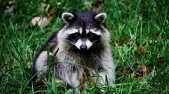 Kako govoriti raccoons