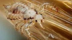 Kako množiti, razvoj in prehod