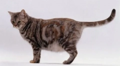 Kako najprej rodi mačko