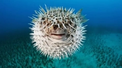 Kako so ribe zaščitene