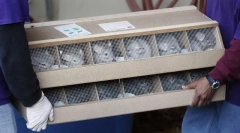 Kot cinchillas so postali doma