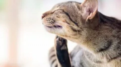 Kako soobstoja hrošči in hišne ljubljenčke?