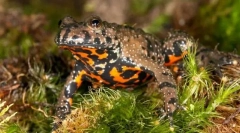 Kako so shranjeni od sovražnikov gerlyanke?