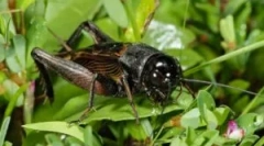 Kako so kriketji razrezani: zakoni za obnovitev zvoka