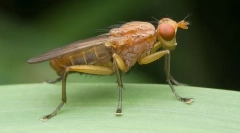 Kako tenica bori s polž?