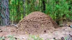 Kako je ureditev mravlja?