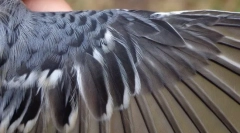 Kako je urejeno pero?