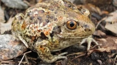 Kako urejene oči česna?