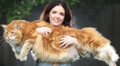 Kako so uredite mačke: zanimiva dejstva o zunanji in notranji strukturi teh živali