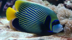 Kako se vodni-cesar se obnašajo v vodi?