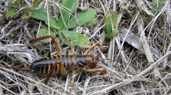 Kako se vetrovi shranijo iz mraza?