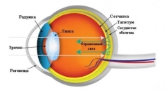 Kako videti mačke: skrivnosti in značilnosti dojemanja živali okoliškega sveta