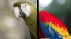 Kako psi vidijo svet