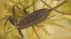 Kako vodni škorpion diha pod vodo?