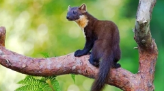 Kako izgleda kabel (photo): virtuoso forest predator