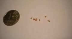 Kaj pogledate, ko analizirate iztrebke črvov