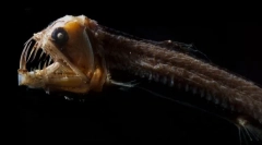 Kako izgledajo najbolj grozna morska bitja (fotografija)