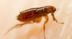 Kaj izgleda bluff ugrize na človeka