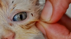 Kako odstraniti bolhe v mački doma