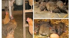 Kako prinesti podgane v lopu?