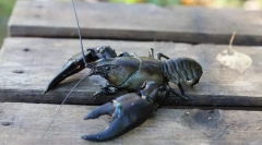 Kako živeti rake in raki