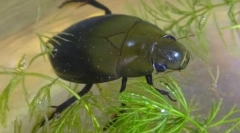 Kot hrošč čevlje diha pod vodo?