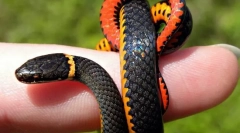 Kako se kače premikajo brez noge?