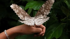 Kakšen metulj je največji?