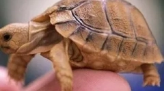 Kakšna želva je tvoja?