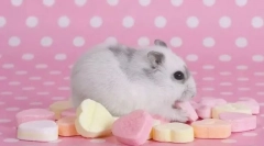 Kakšna hrana je prepovedana hrček?