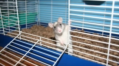 Katera celica je potrebna za podgano, velikosti, kako narediti sami