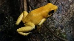 Kakšna žaba je najbolj strupena?