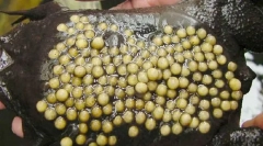 Kaj žaba izleže svoje potomce na hrbtu?